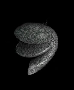 Coltivare le verdure nello spazio: sarà possibile anche in assenza di luce